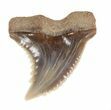Fossil Hemipristis Shark Tooth - Maryland #42548-1